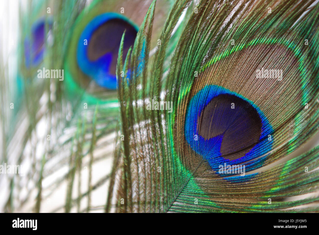 Art Photography Peacock feather