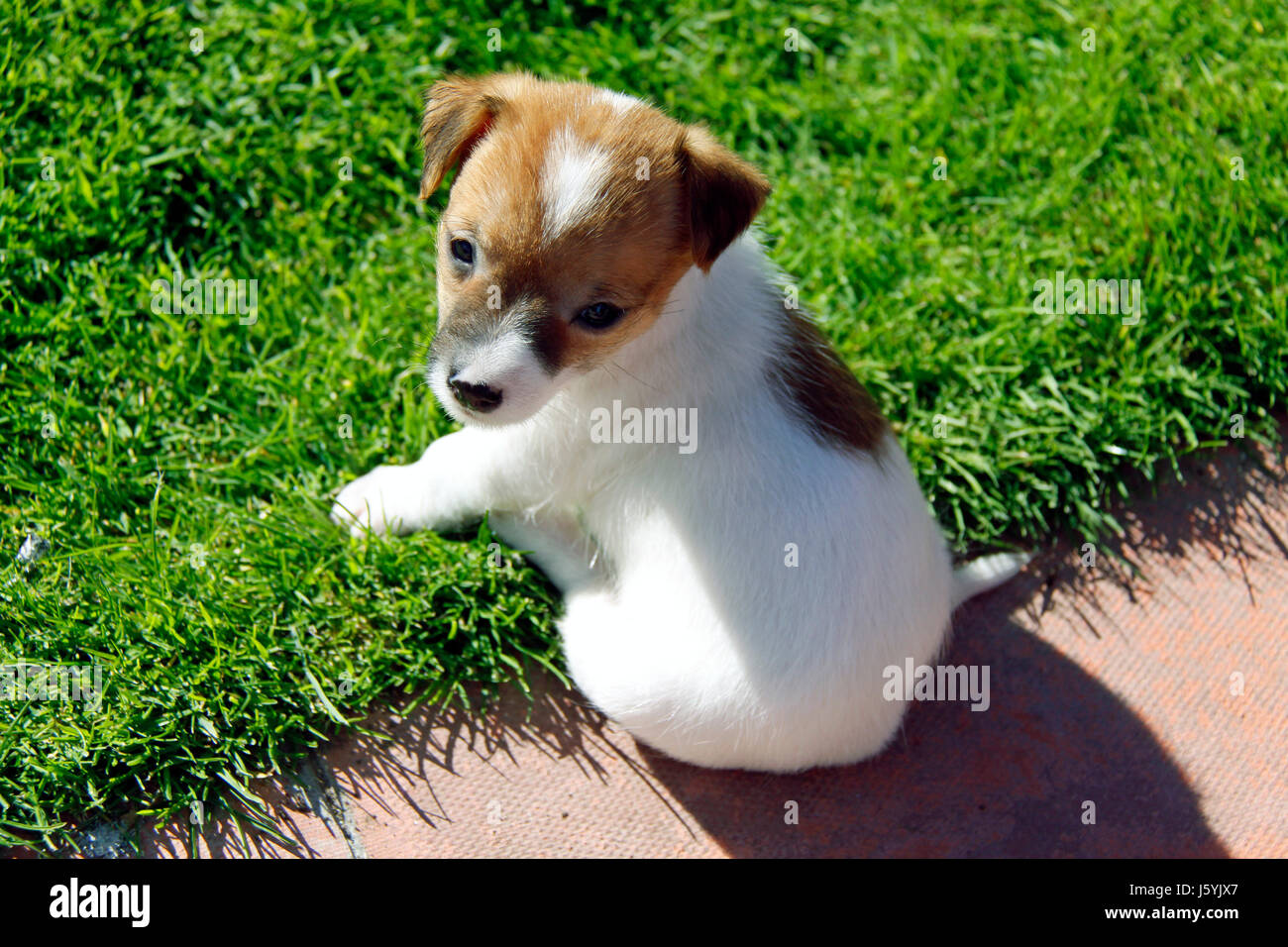 jack russell Stock Photo