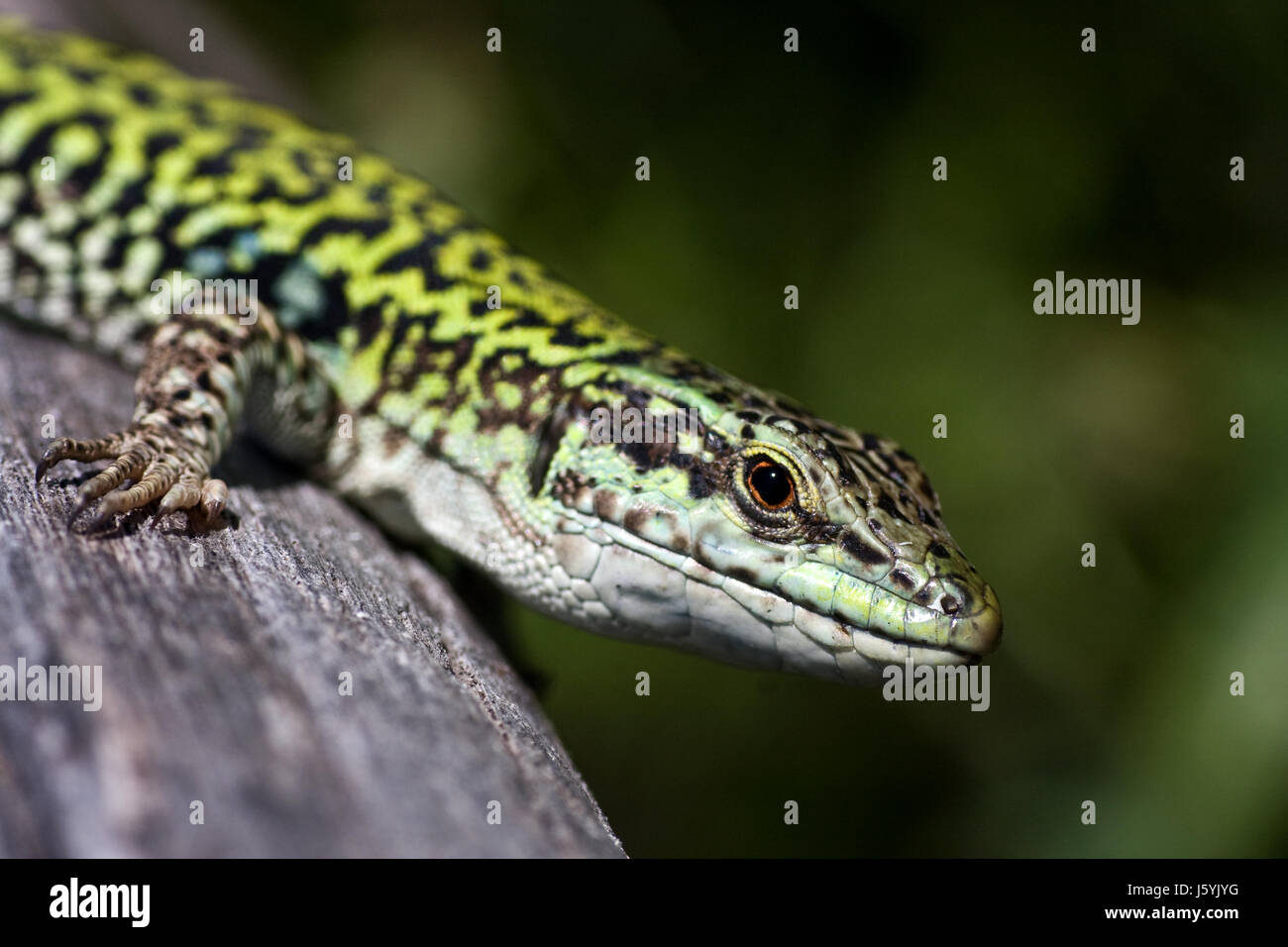 Sworl Lizard southern wall lizard Stock Photo - Alamy