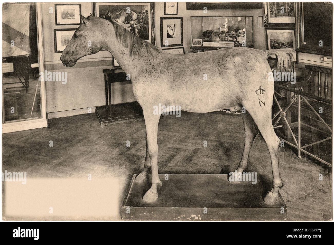 Vizir, Arabian Horse owned by Napoleon Bonaparte, Hotel des Invalides, Paris, France, Stock Photo