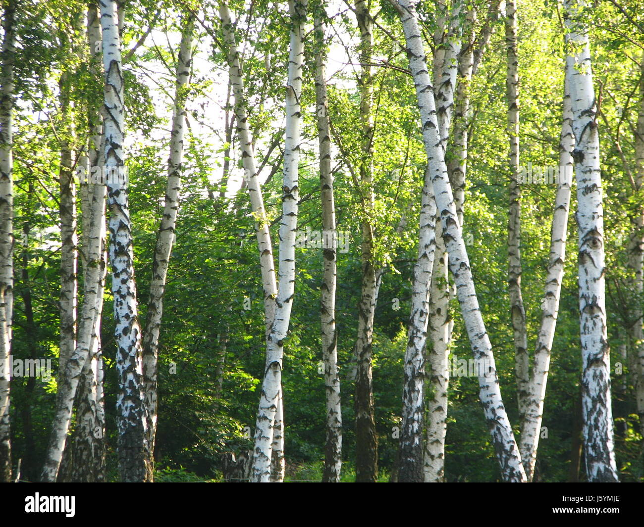 park birch allergy shine shines bright lucent light serene luminous garden Stock Photo