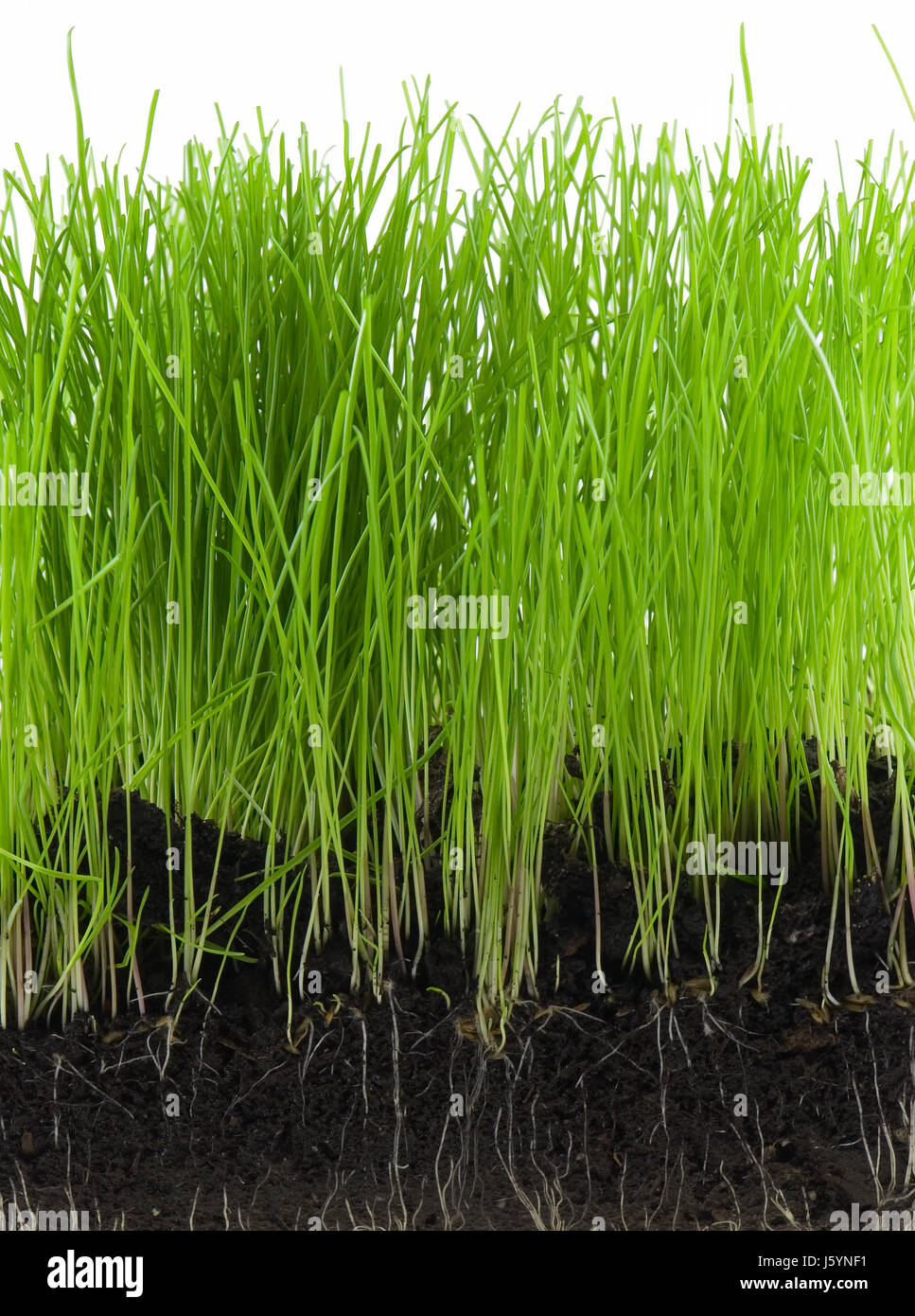environment enviroment ground soil earth humus agriculture farming meadow grass Stock Photo