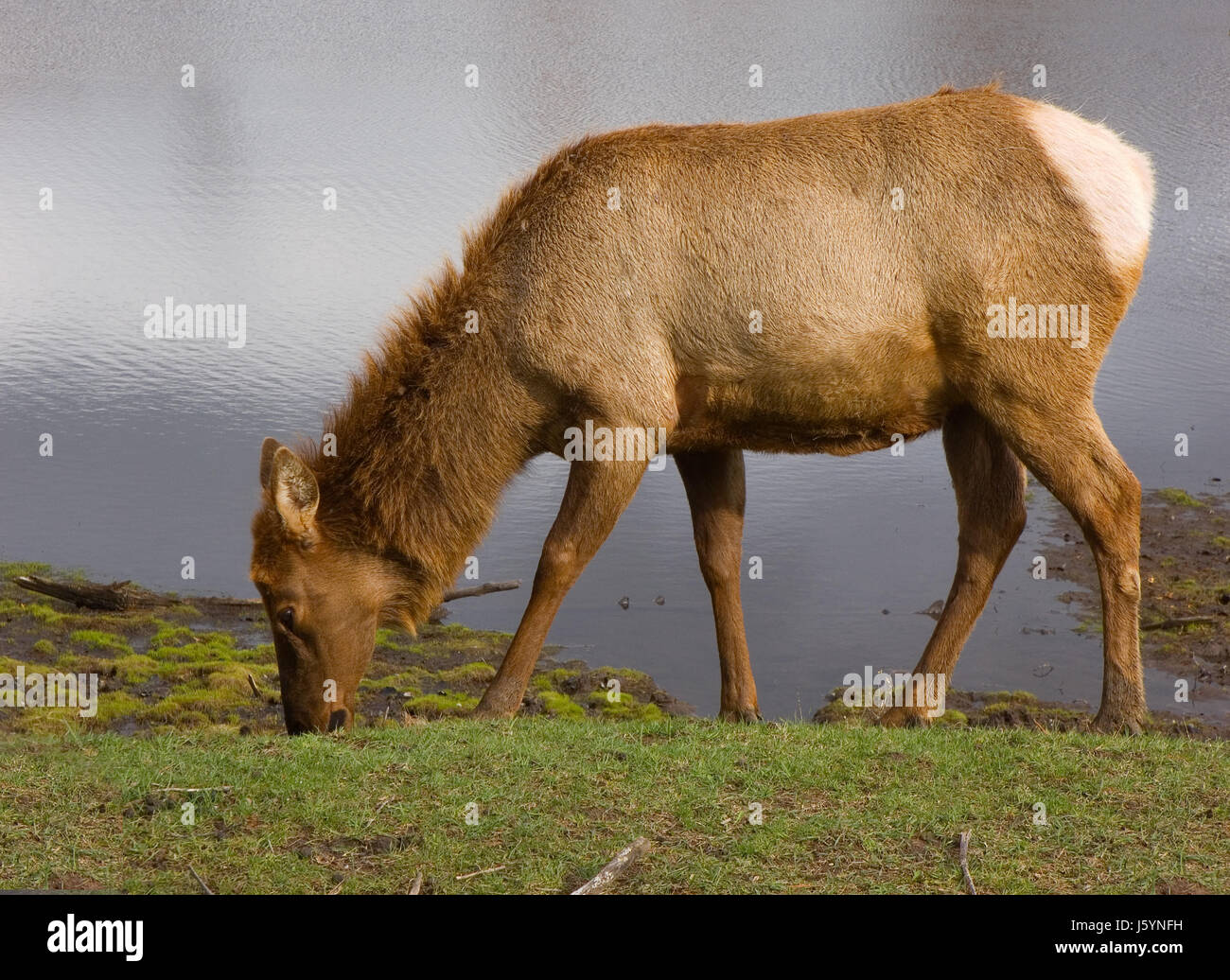 animal mammal wildlife elk deer eating eat eats close macro close-up macro Stock Photo