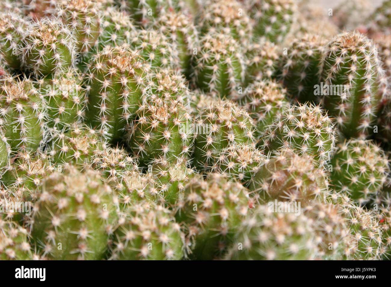 cacti cactus sting desert wasteland green prickle pointed cacti cactus defense Stock Photo