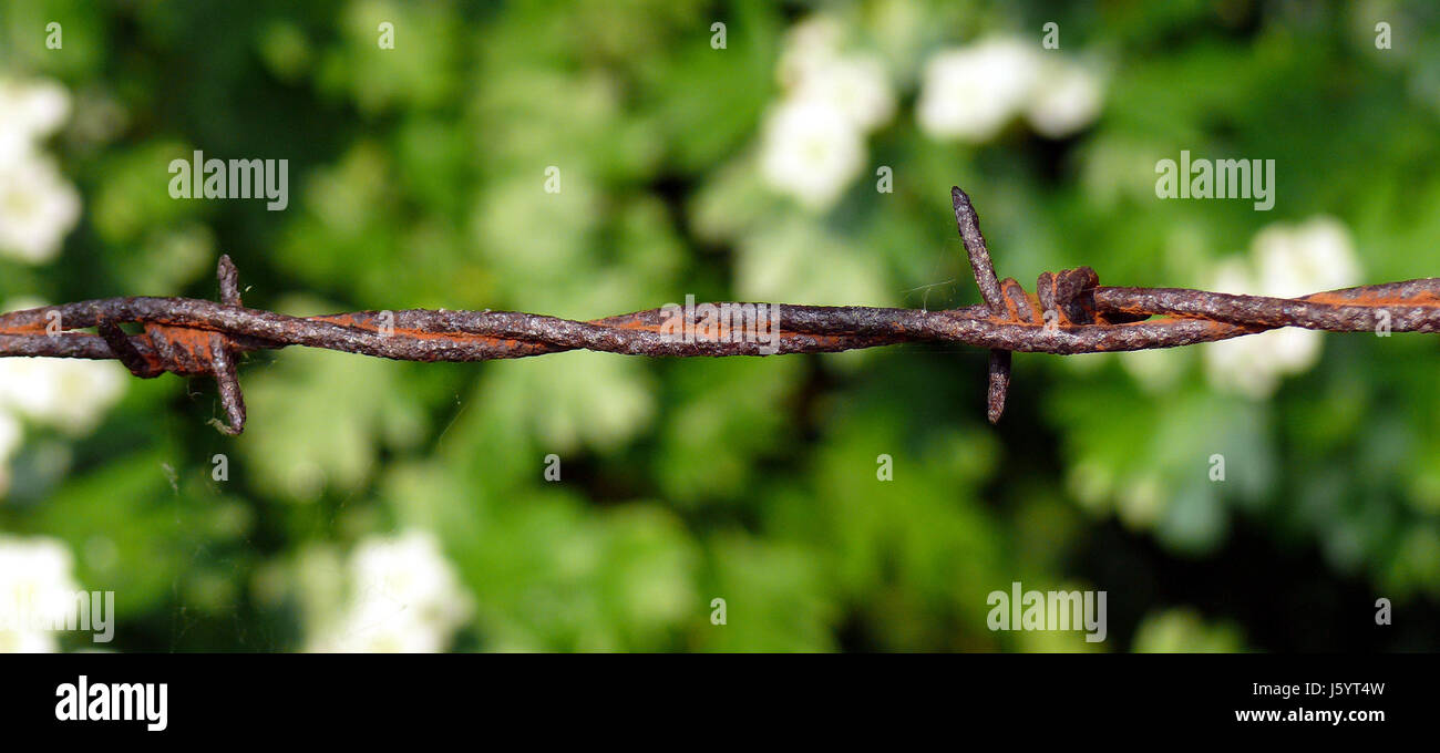 tip peak iron fence rust border sting barbed wire forest tip peak iron fence Stock Photo Alamy