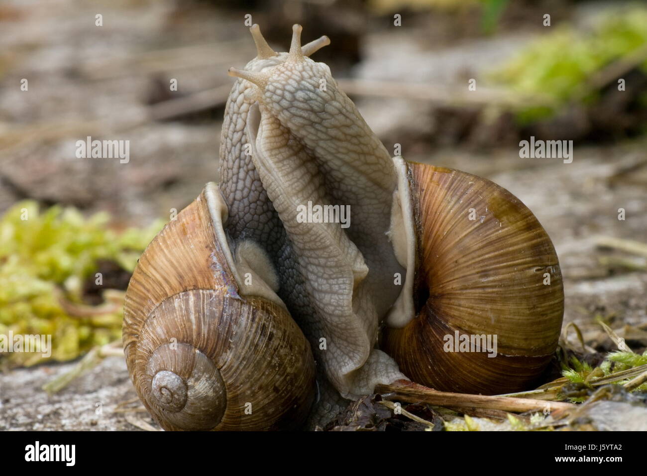 mating mate love in love fell in love snail escargots propagation hermaphrodite Stock Photo
