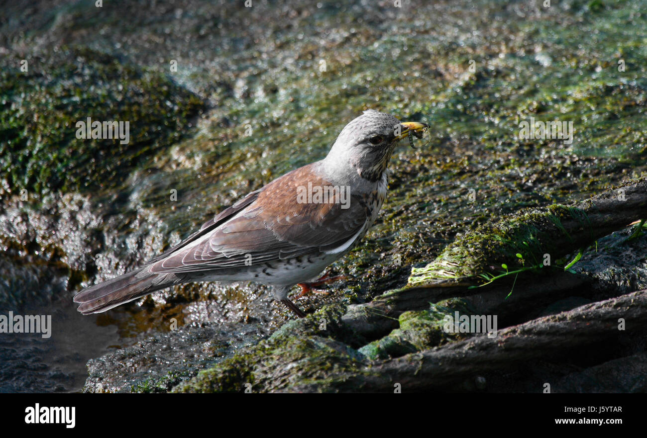 bird birds thrush throttle fodder bird insects birds river bed juniper thrush Stock Photo