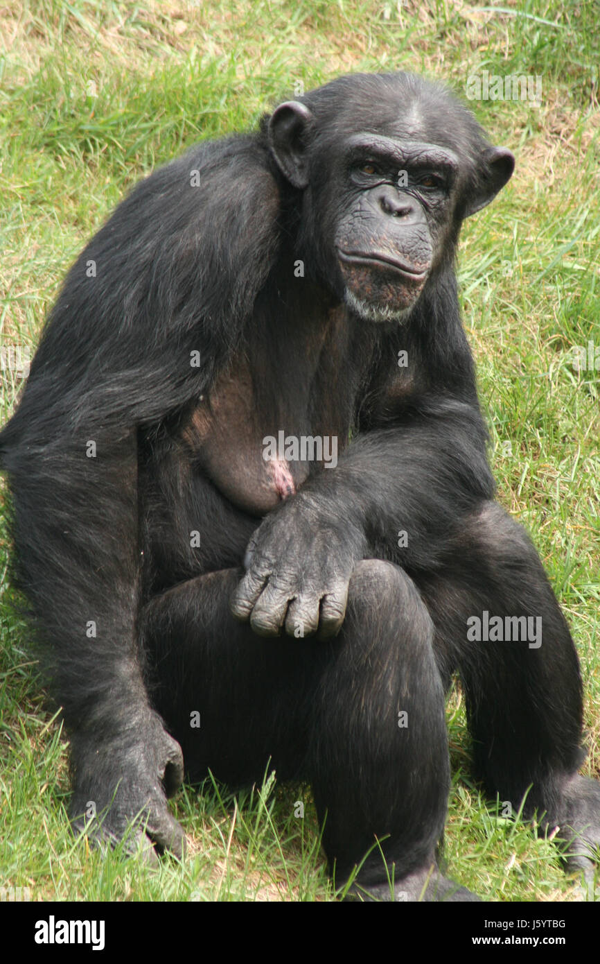 animal monkey skin beastly chimpanzee anthropoid animal wild monkey hairs  skin Stock Photo - Alamy