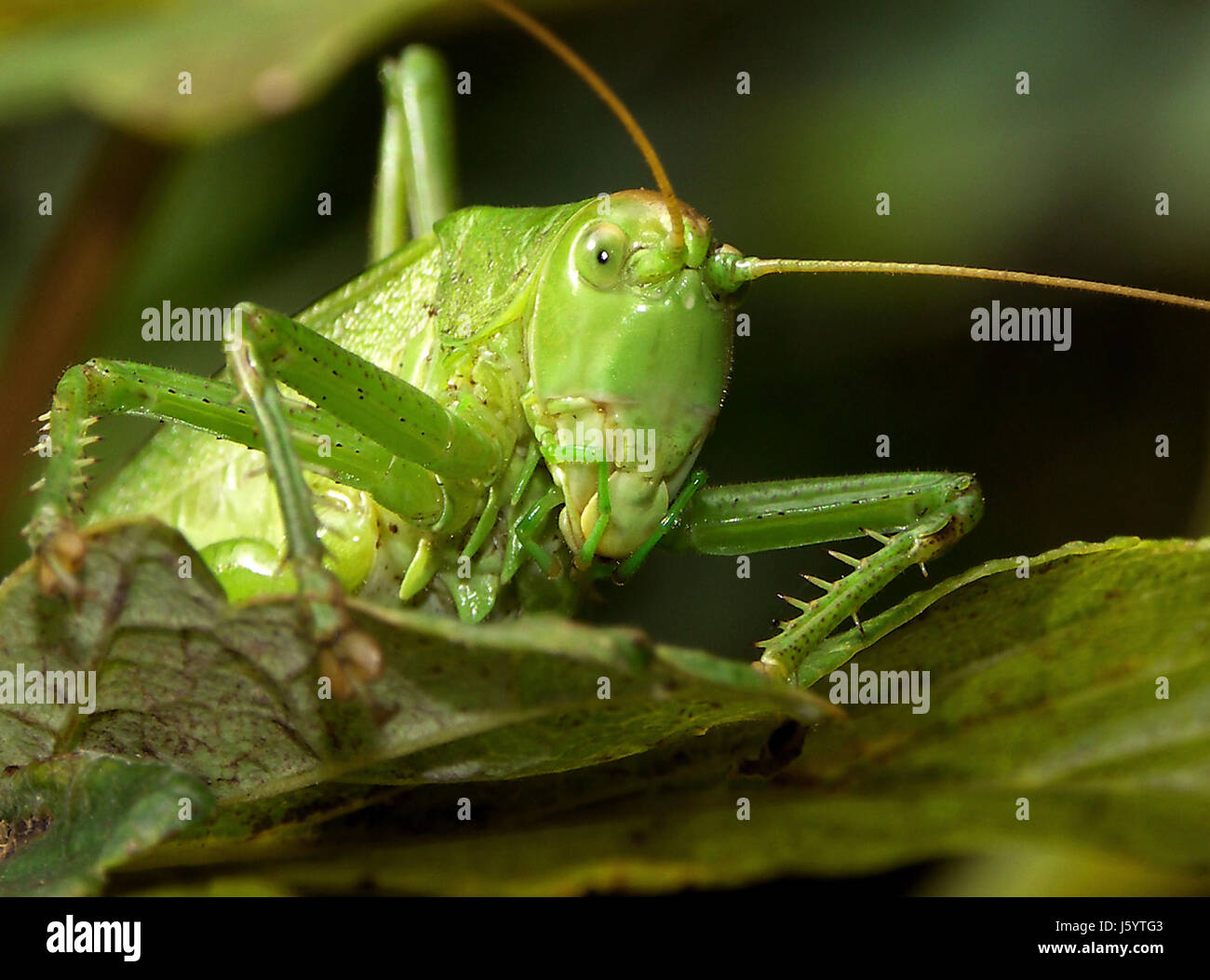 macro close-up macro admission close up view insect spring bouncing ...