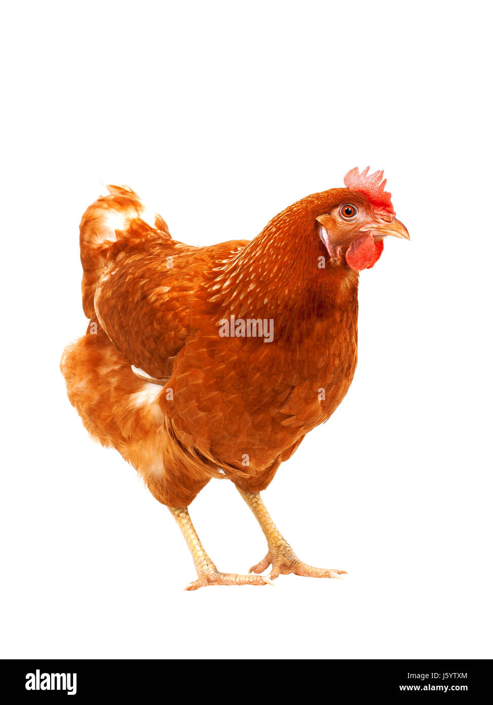 full body of brown chicken hen standing isolated white background use for  farm animals and livestock theme Stock Photo - Alamy