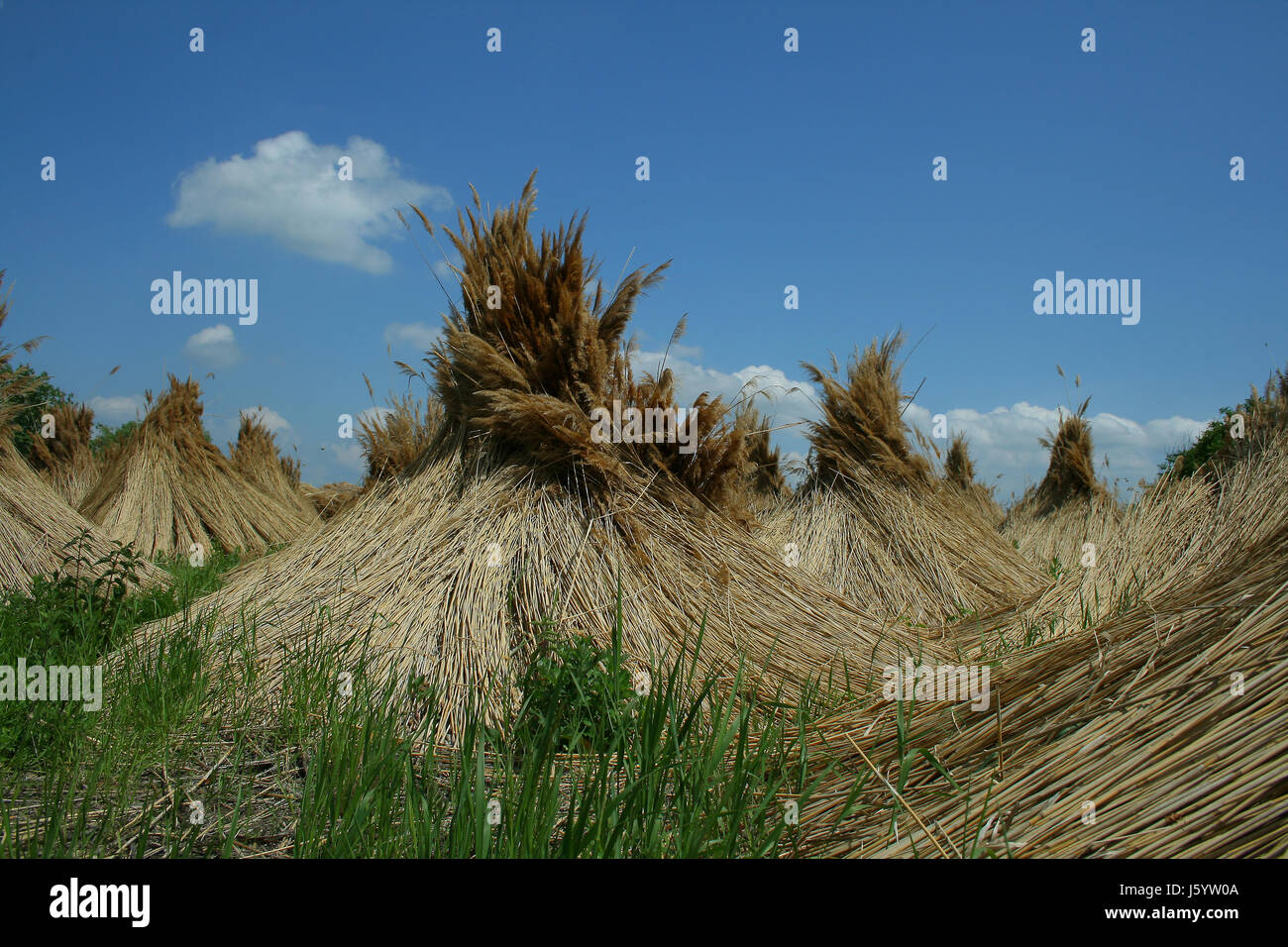 austrians reed burgenland ecological neusiedlersee harvest fodder agriculture Stock Photo