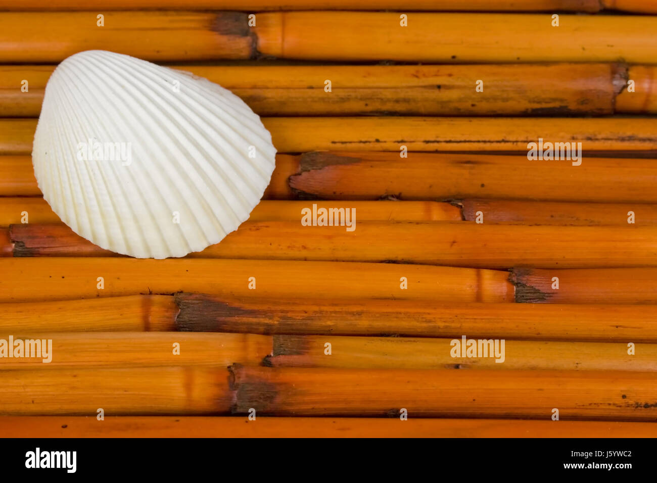 shell bamboo seashell reeds wicker backdrop background texture natural ...