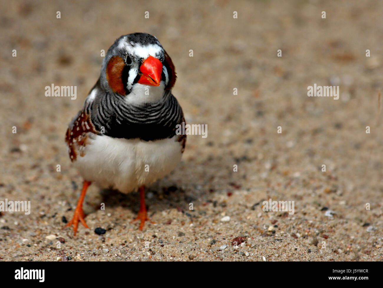 bird birds australia coloured finches bird birds australia coloured