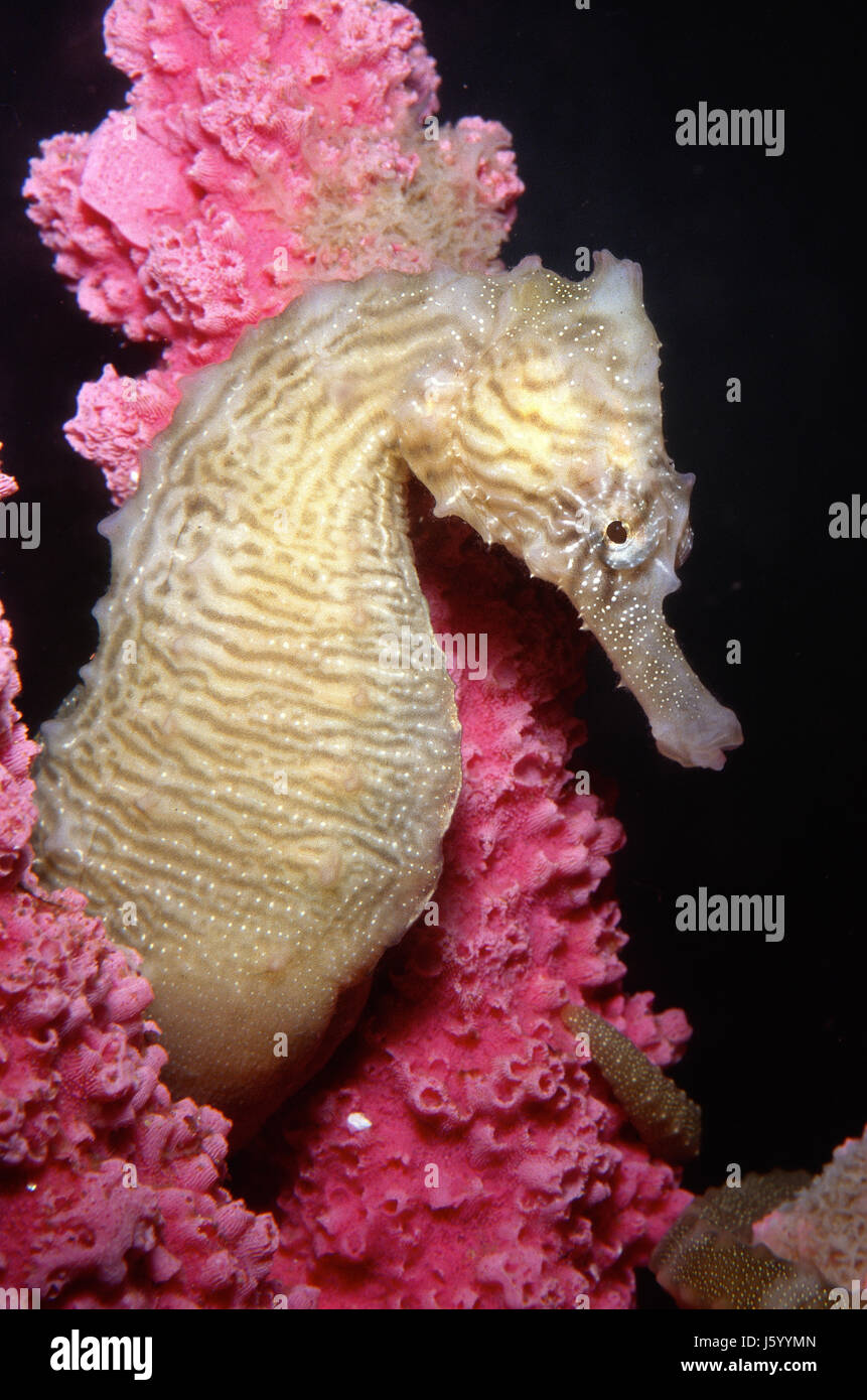 Yellow seahorse, Hippocampus kuda Stock Photo