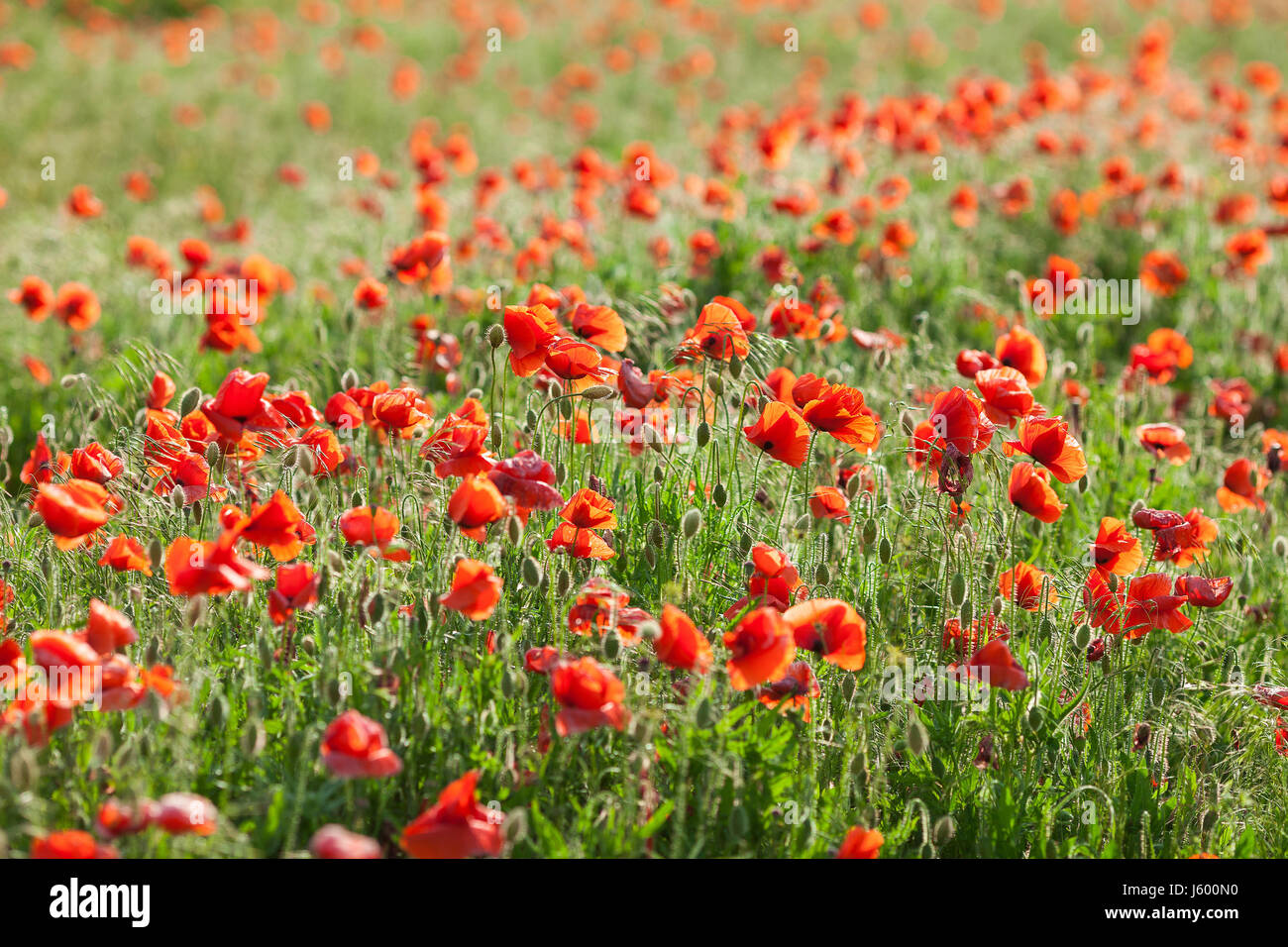 Poppy farming, nature, agriculture concept - industrial farming of poppy flowers - close-up on flowers and stems of the poppy field - empty space Stock Photo - Alamy