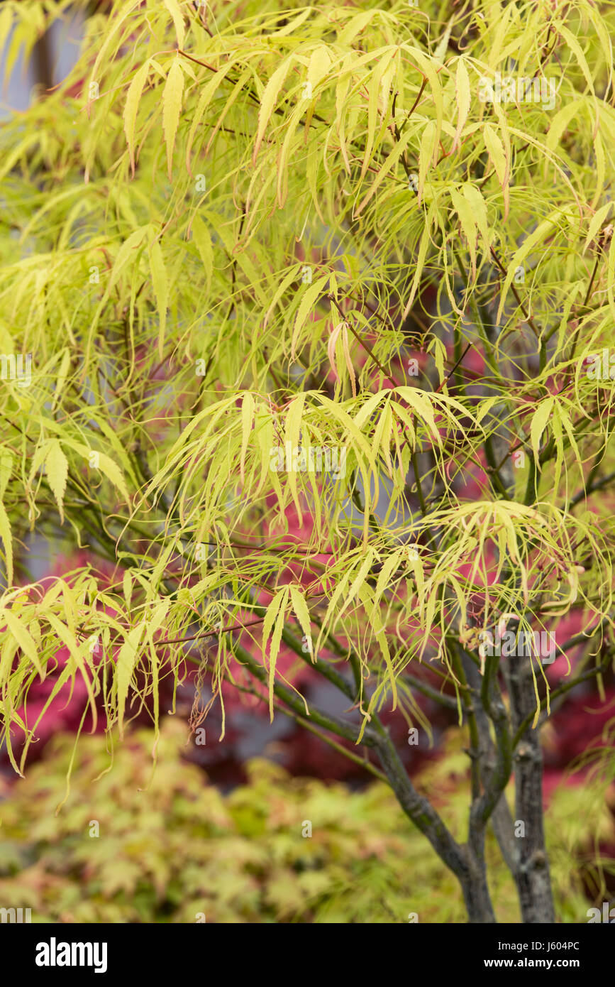 Acer palmatum 'Koto-no-ito'. Japanese maple 'Koto-no-ito' Stock Photo