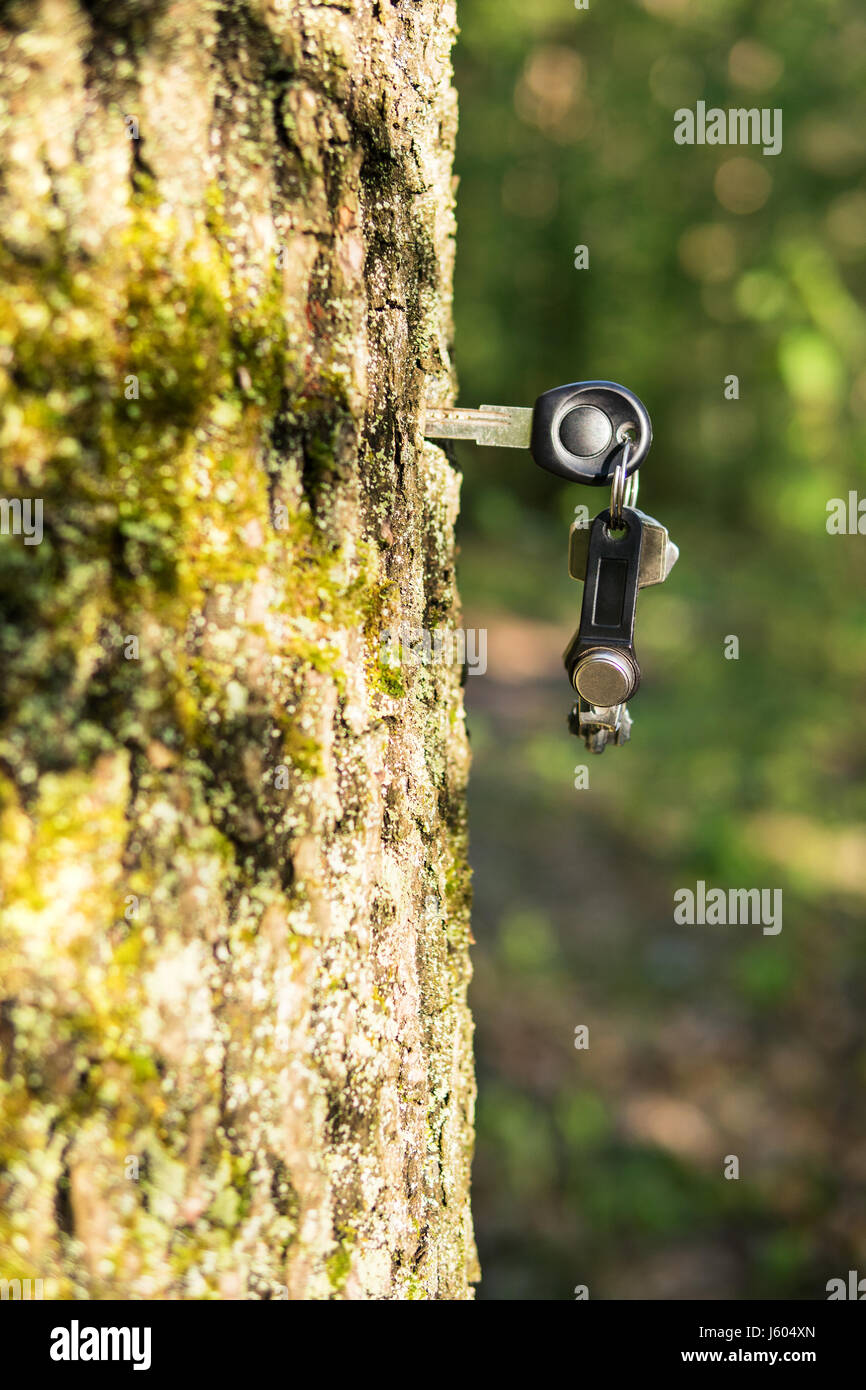 Magnetic key on a bunch with usual keys sticks out from a tree trunk Stock Photo