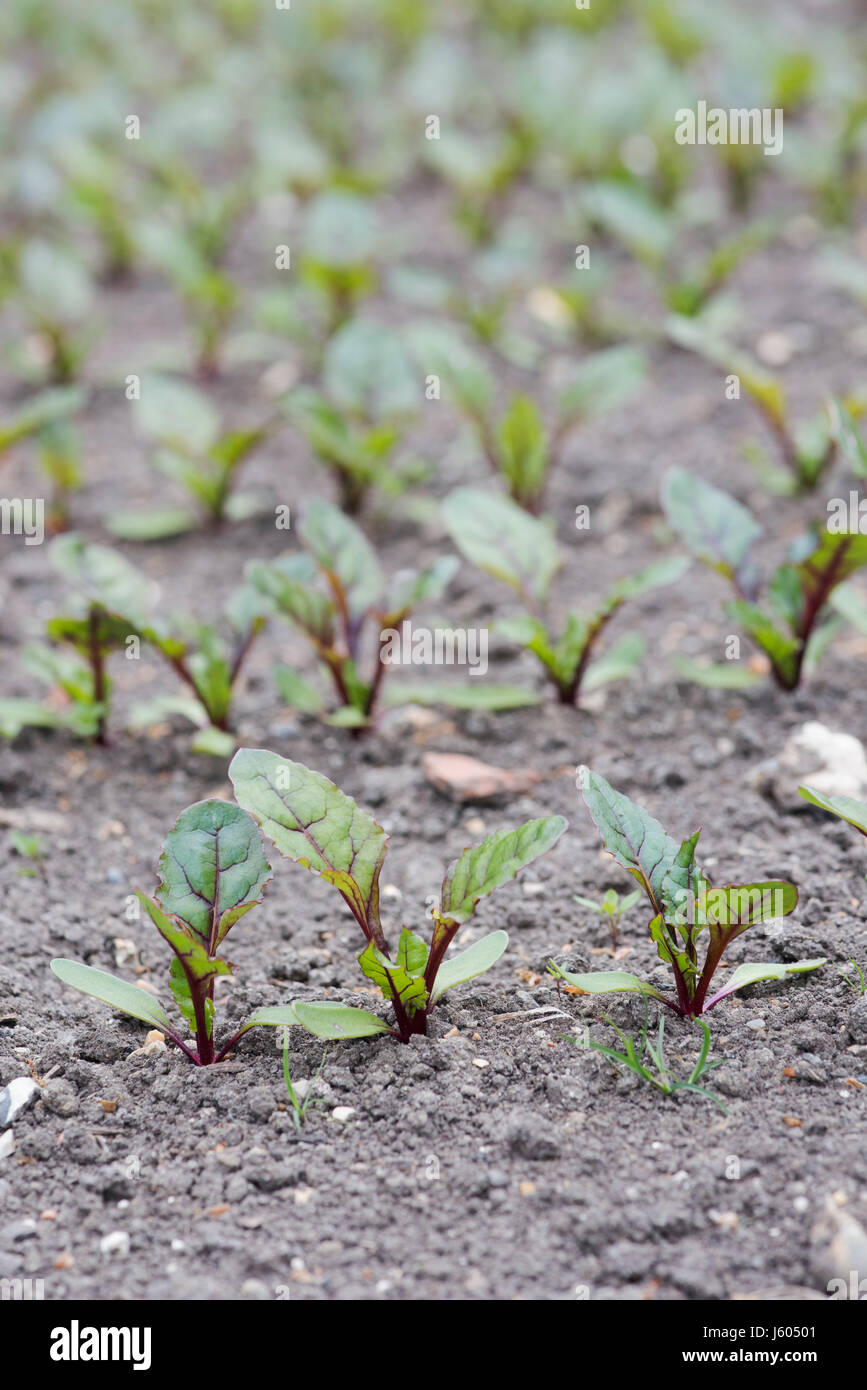 Beetroot seedlings hires stock photography and images Alamy