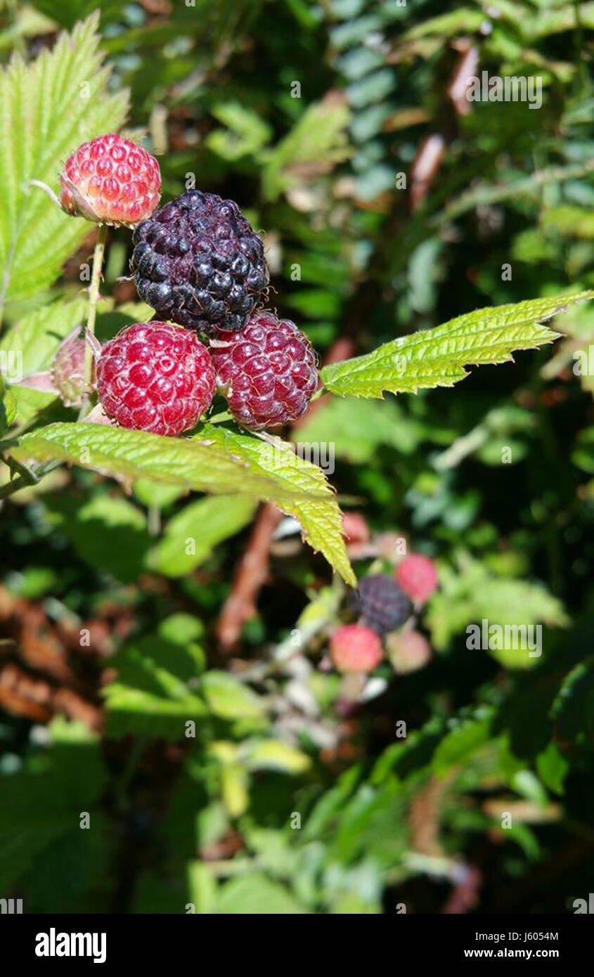 Cap Raspberry Looka Like The image shows a batch of blackcap raspberries, a variety of raspberry ...