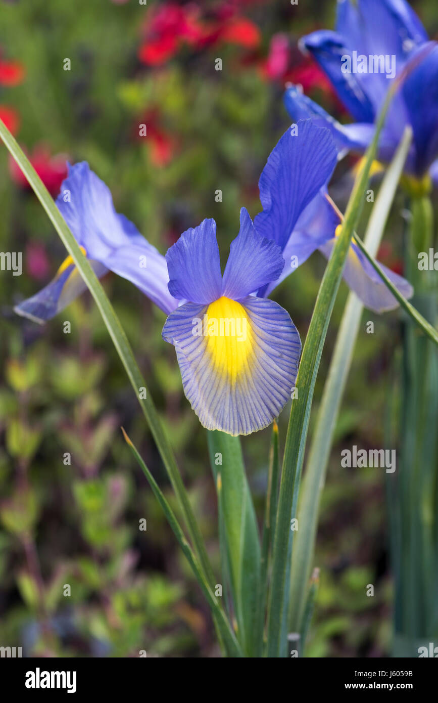 Dutch iris golden beauty hi-res stock photography and images - Alamy