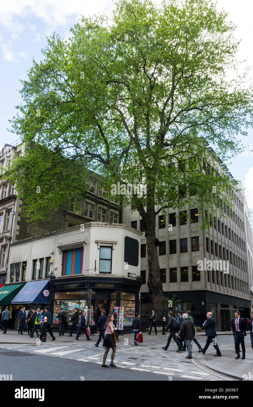 This ancient plane tree on corner of Wood Street and Cheapside in City of London is on the site of St Peter Cheap, and features in a Wordsworth poem. Stock Photo