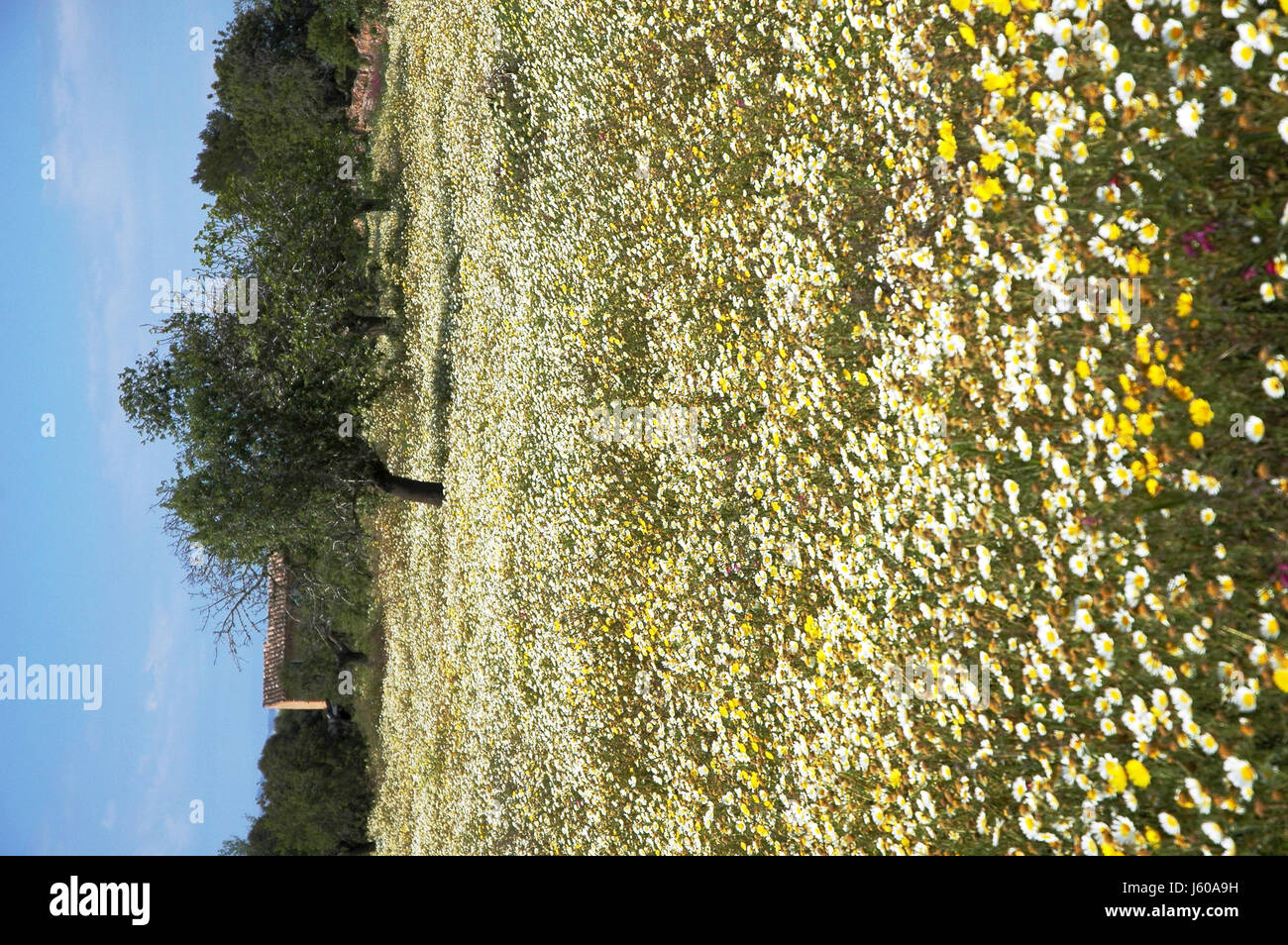 this is spring Stock Photo - Alamy