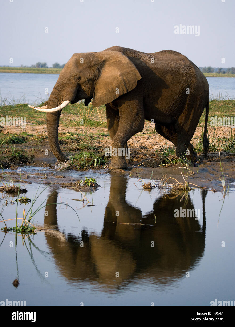 The elephant stands next to the Zambezi river with reflection in water. Zambia. Lower Zambezi National Park. Zambezi River. Stock Photo