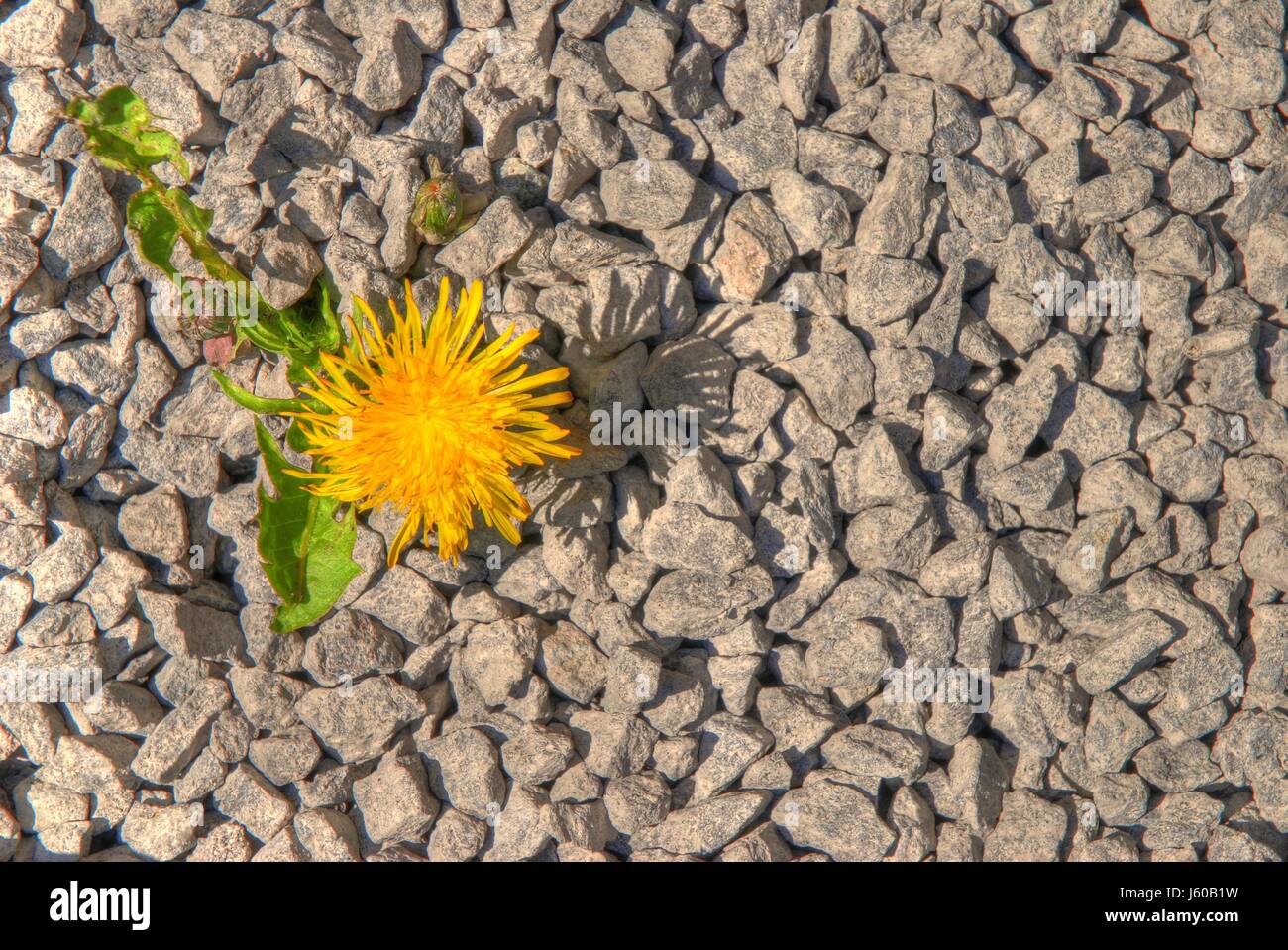 flower plant sunlight dandelion heat warmth flower plant sunlight ...