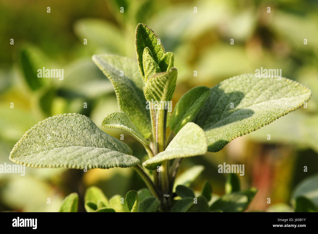 green leaves sage herbs plant tea garden green hobby aromatic boil
