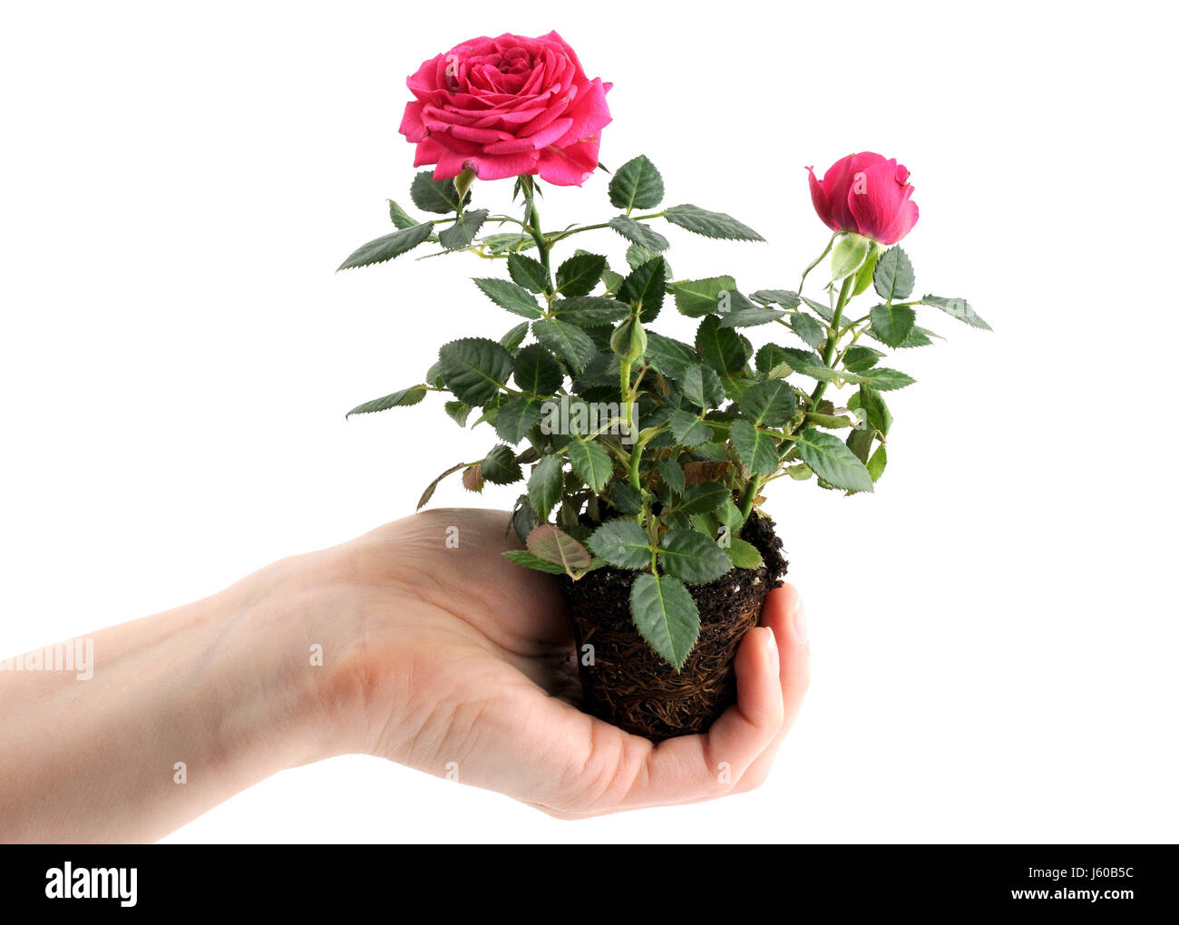 my rose Stock Photo