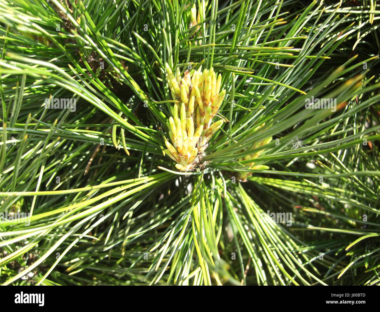 tree bloom blossom flourish flourishing male masculine pine conifer ...