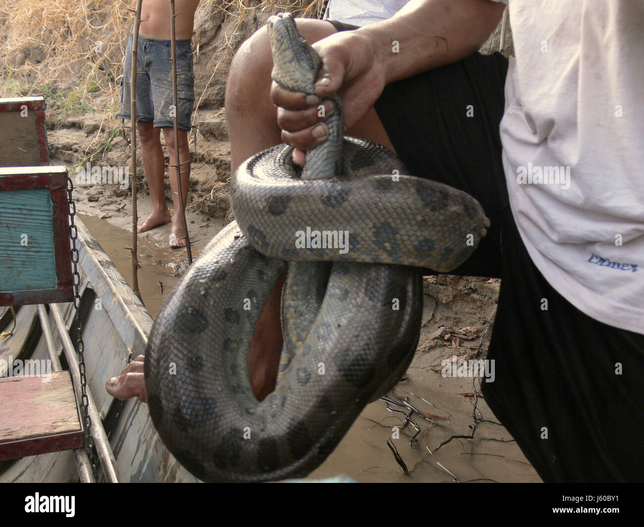 animal snake venezuela river water hand travel savannah america adventure hold Stock Photo