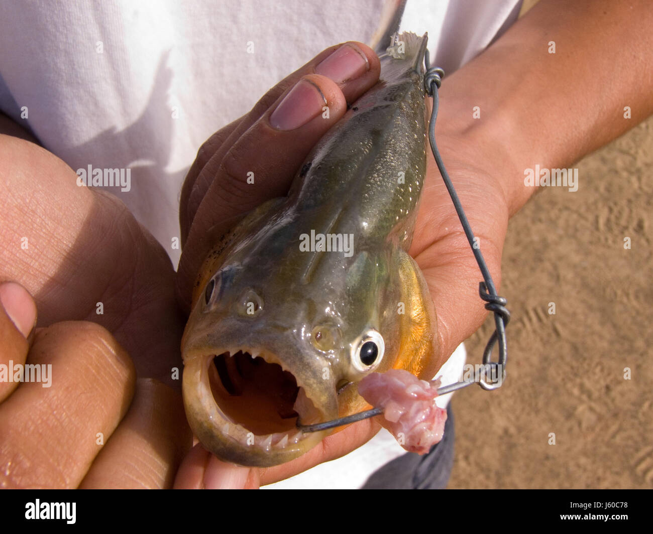 examine a piranha Stock Photo
