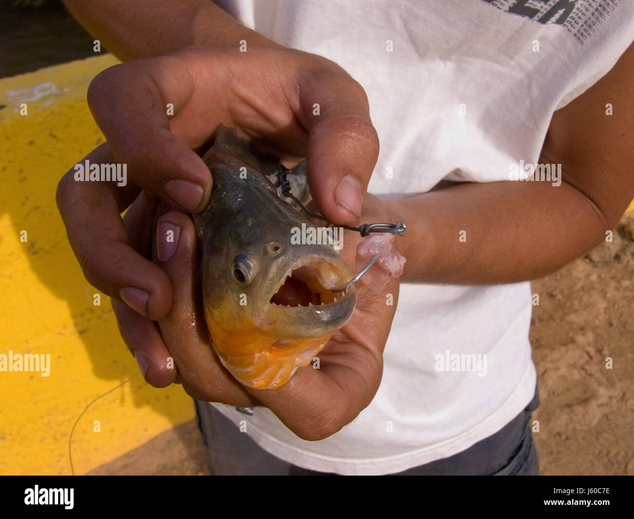 animal fish angle south america venezuela piranha travel america angle fish Stock Photo
