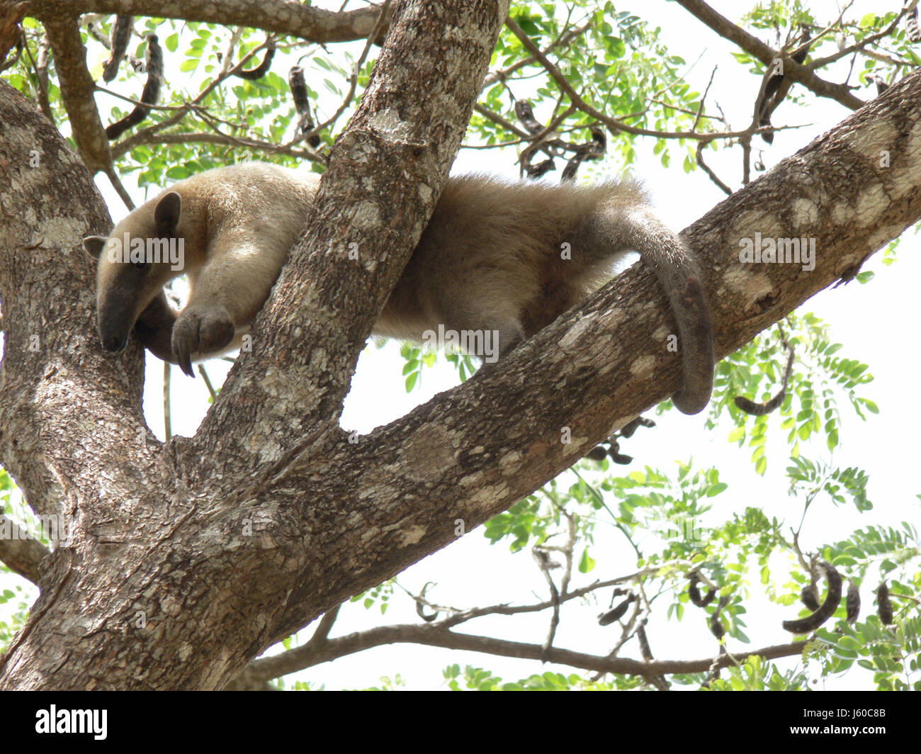 anteater on a tree Stock Photo