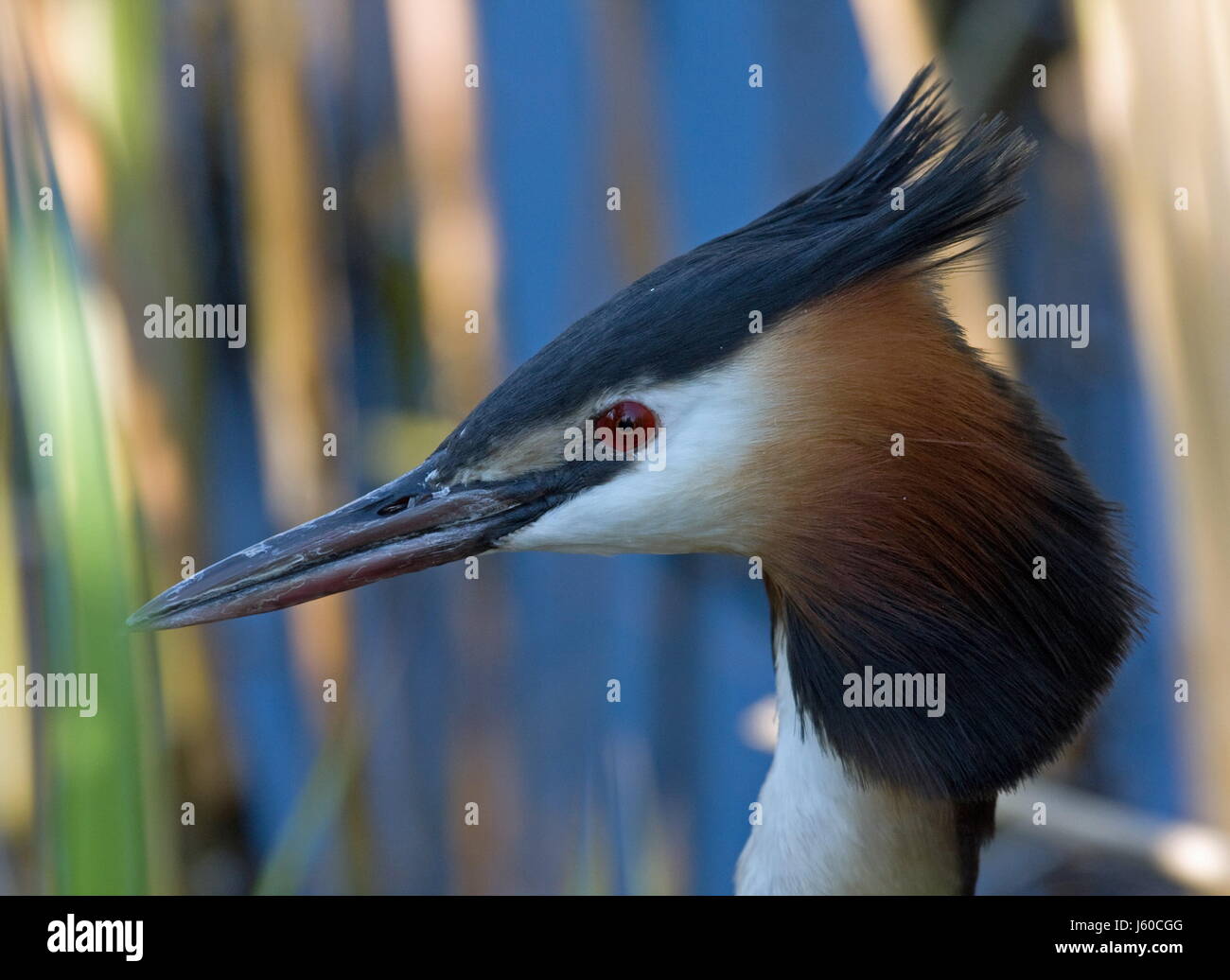 loon portrait eye organ reed feathers beak brood waterfowls waterfowl beaks Stock Photo