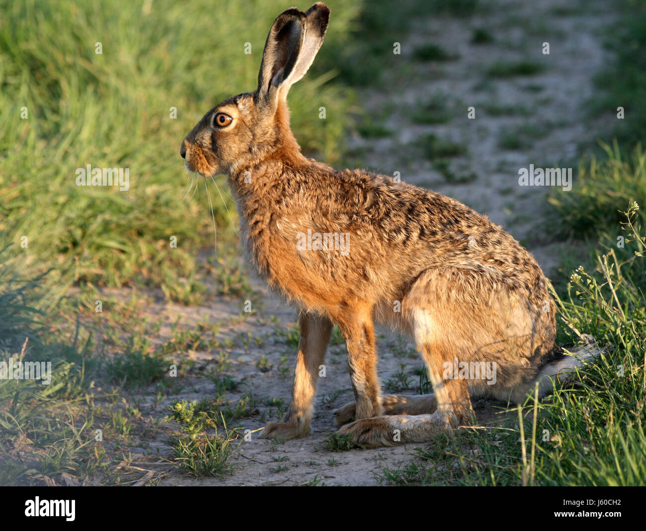 ears hare bunny spoon ears hare shy acre courses meadow bunny forest hasenohren Stock Photo
