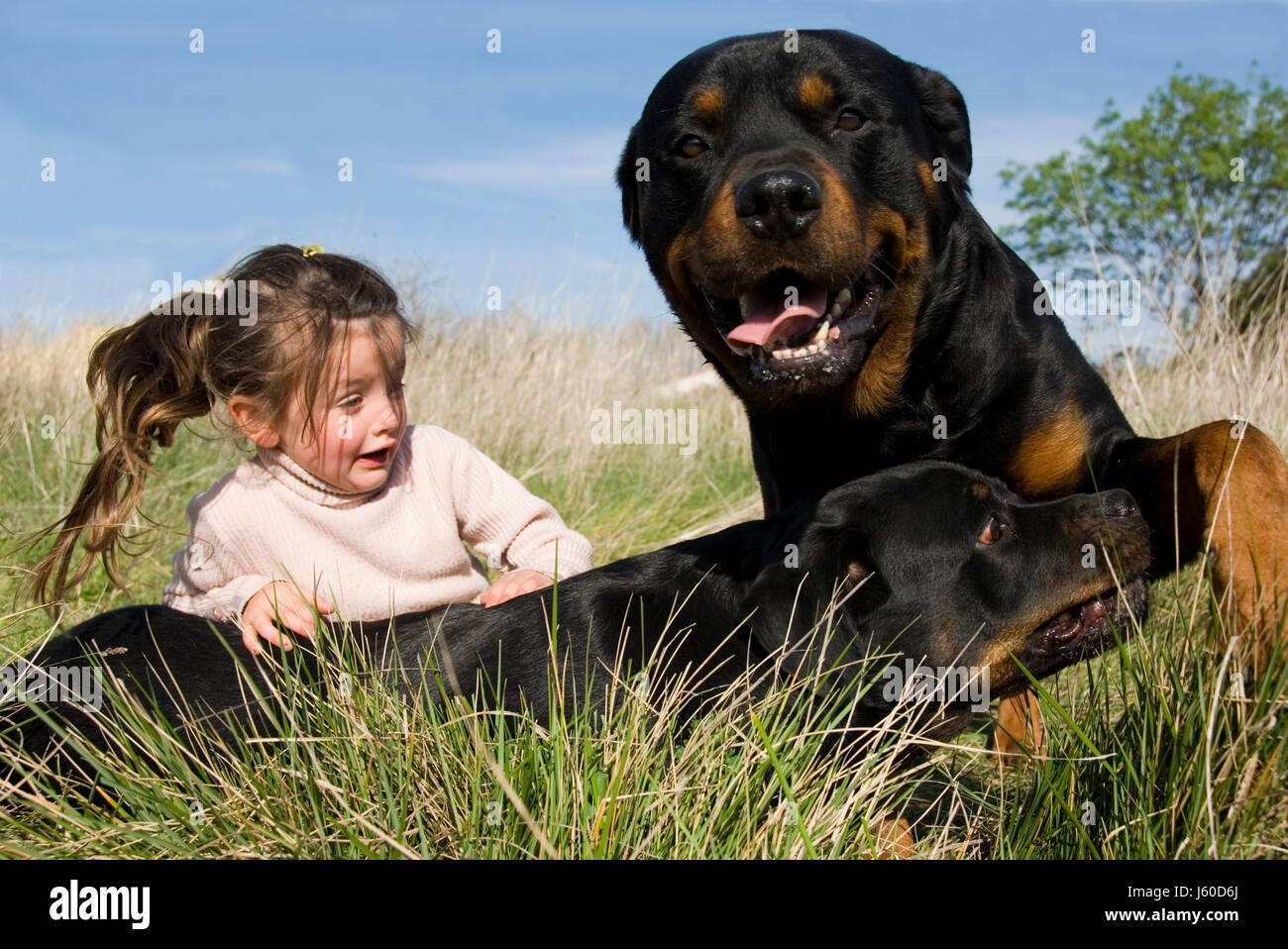 Dog Rottweiler Child Girl Girls Danger Big Large Enormous Extreme