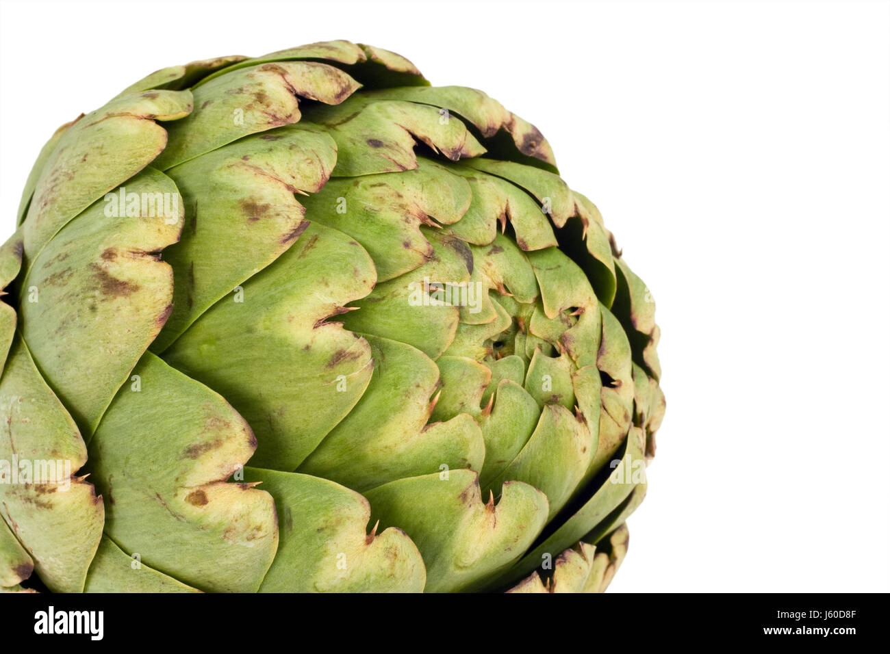 leaf vegetable raw thistle artichoke choke globe earth world