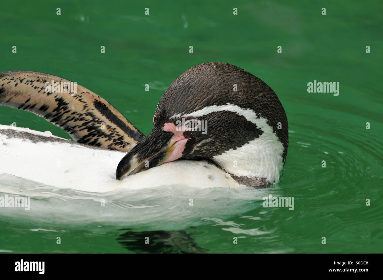bird birds penguin beak dive beaks bathing swimming swiming swim swims to do Stock Photo