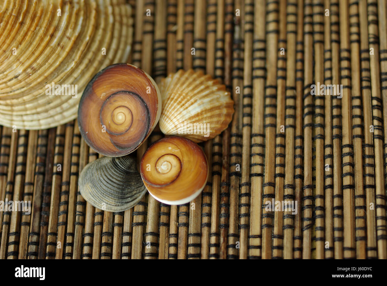 Natural shell structures hi-res stock photography and images - Alamy