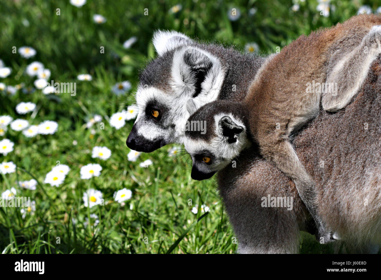 offspring apes lemur lemures primates madagascar piggy-back periled mammal Stock Photo