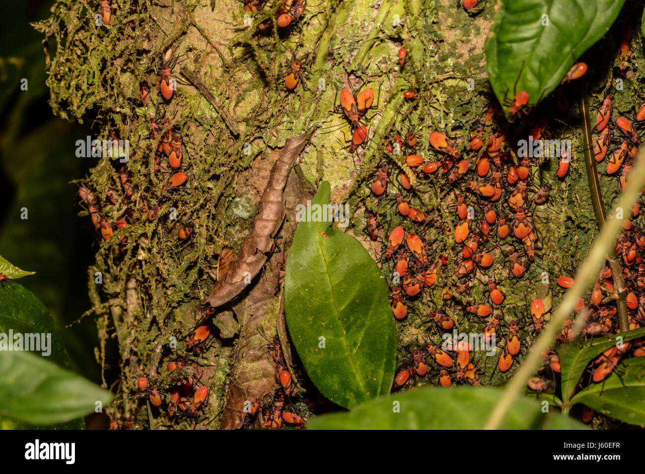 Cotton Stainer bugs feeding off a tree in the Rainforest in Costa Rica Stock Photo