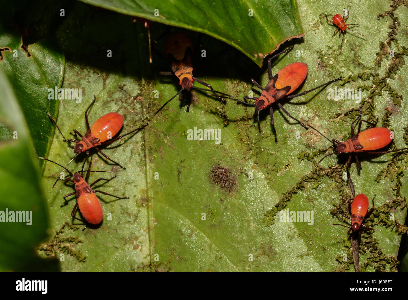 Cotton Stainer bugs feeding off a tree in the Rainforest in Costa Rica Stock Photo