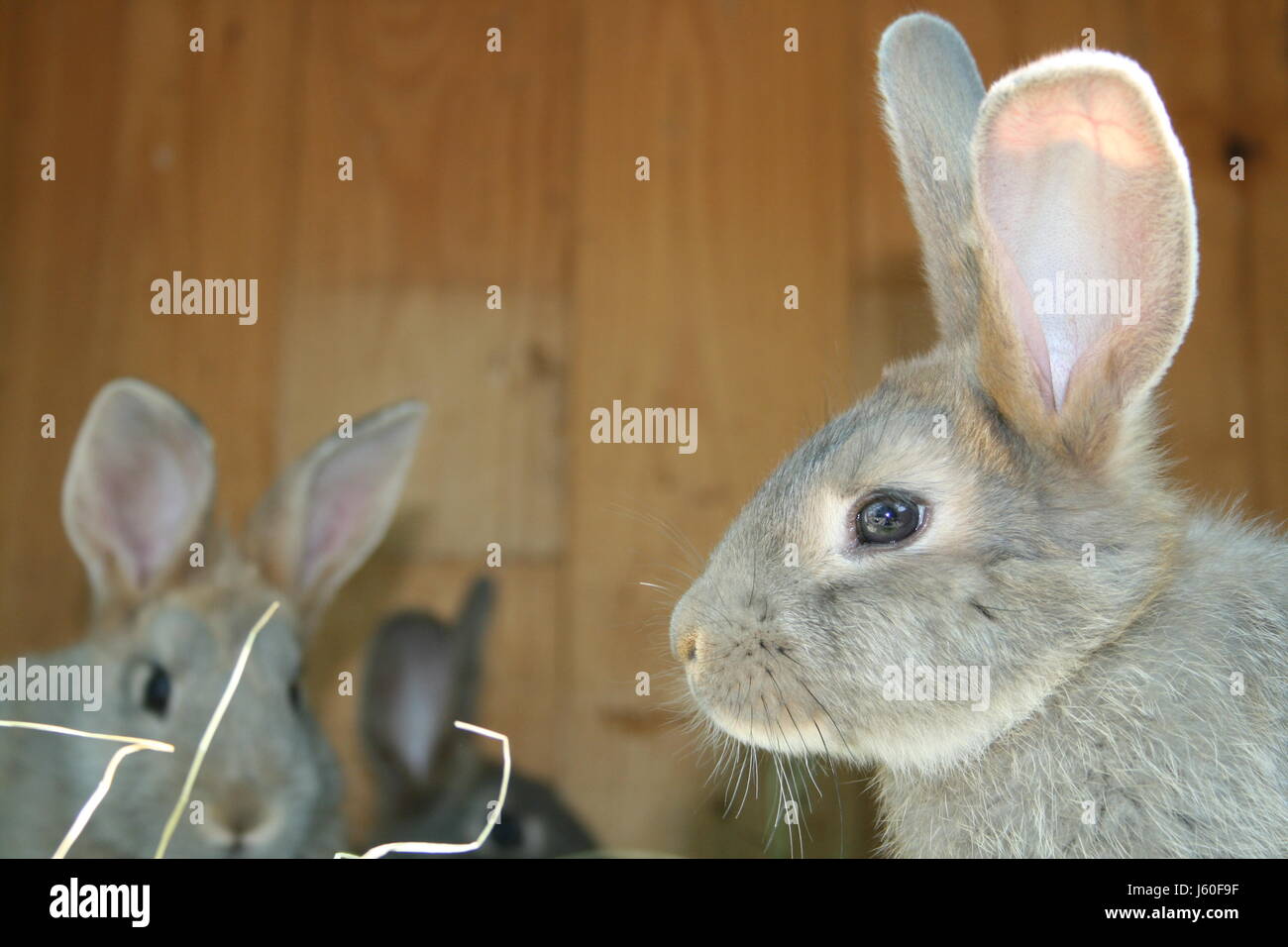 rabbit hare couple pair rabbits bunny fodder rabbit hare hay couple ...