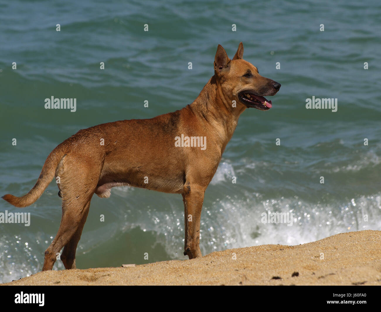 animal beach seaside the beach seashore dog wave german sheperd german sheperd Stock Photo