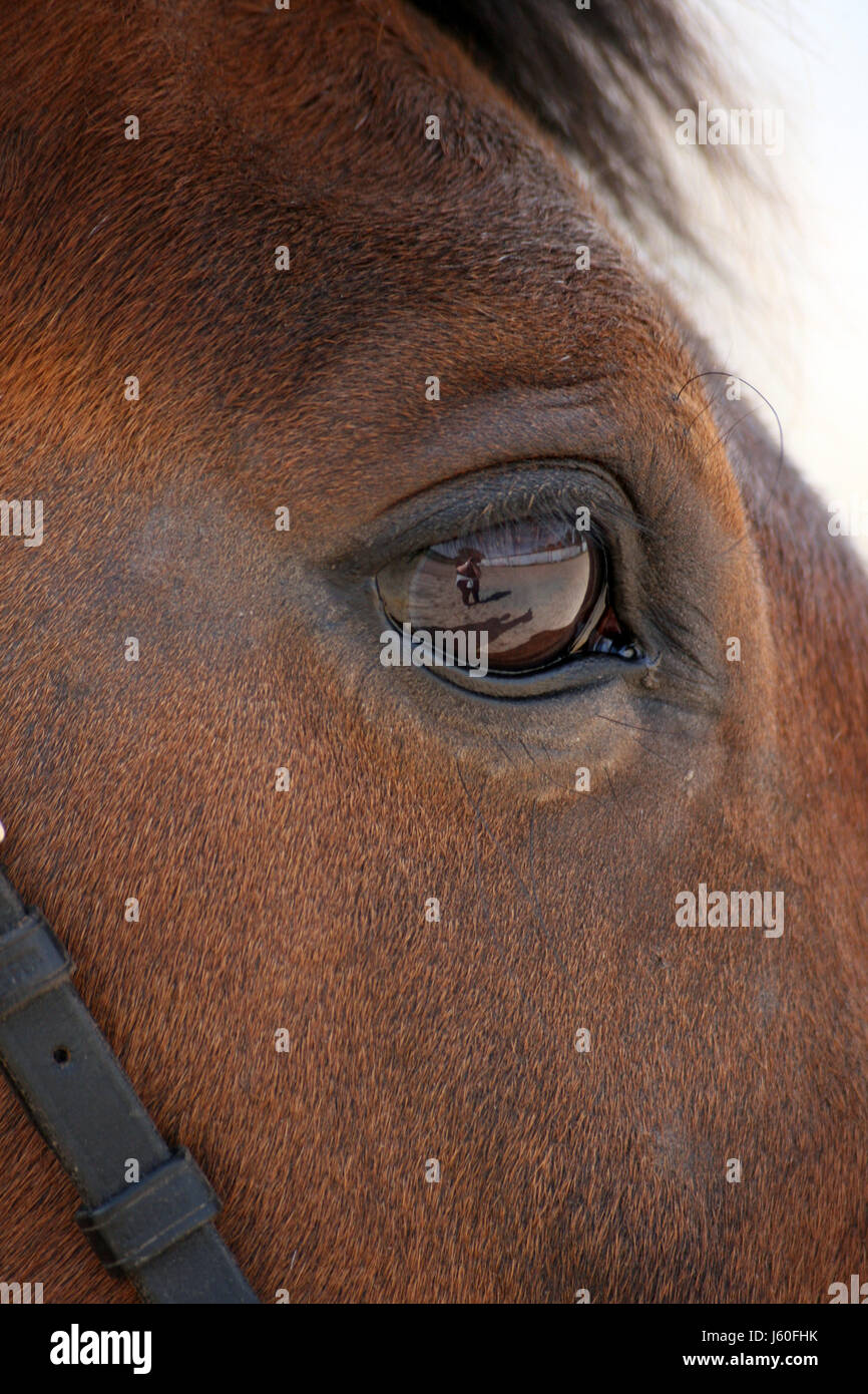horse eye organ mirroring reflection eyelash photographer trust familiar Stock Photo