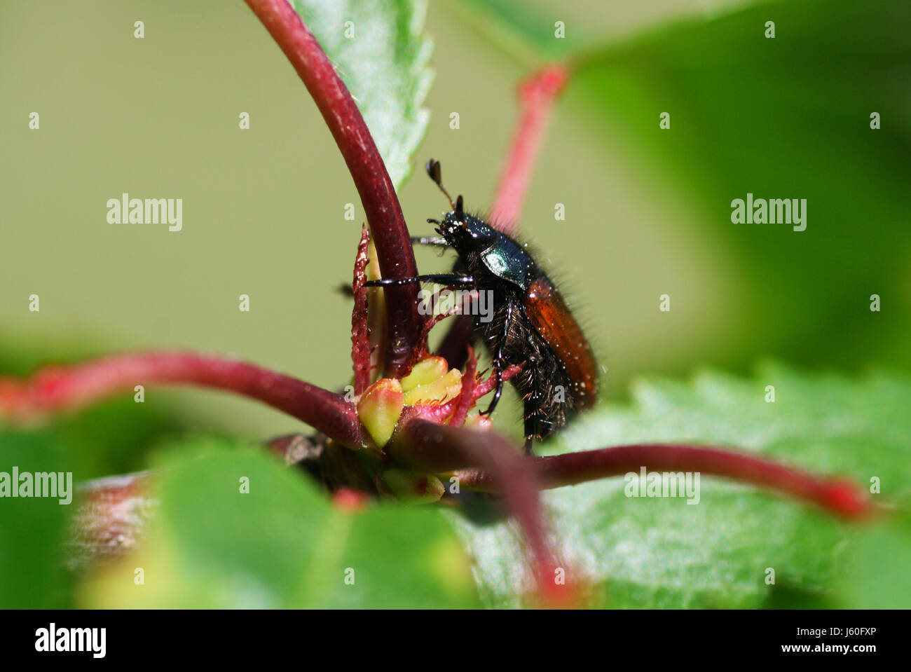 insect insects beetle insect insects beetle gartenlaubkfer ...