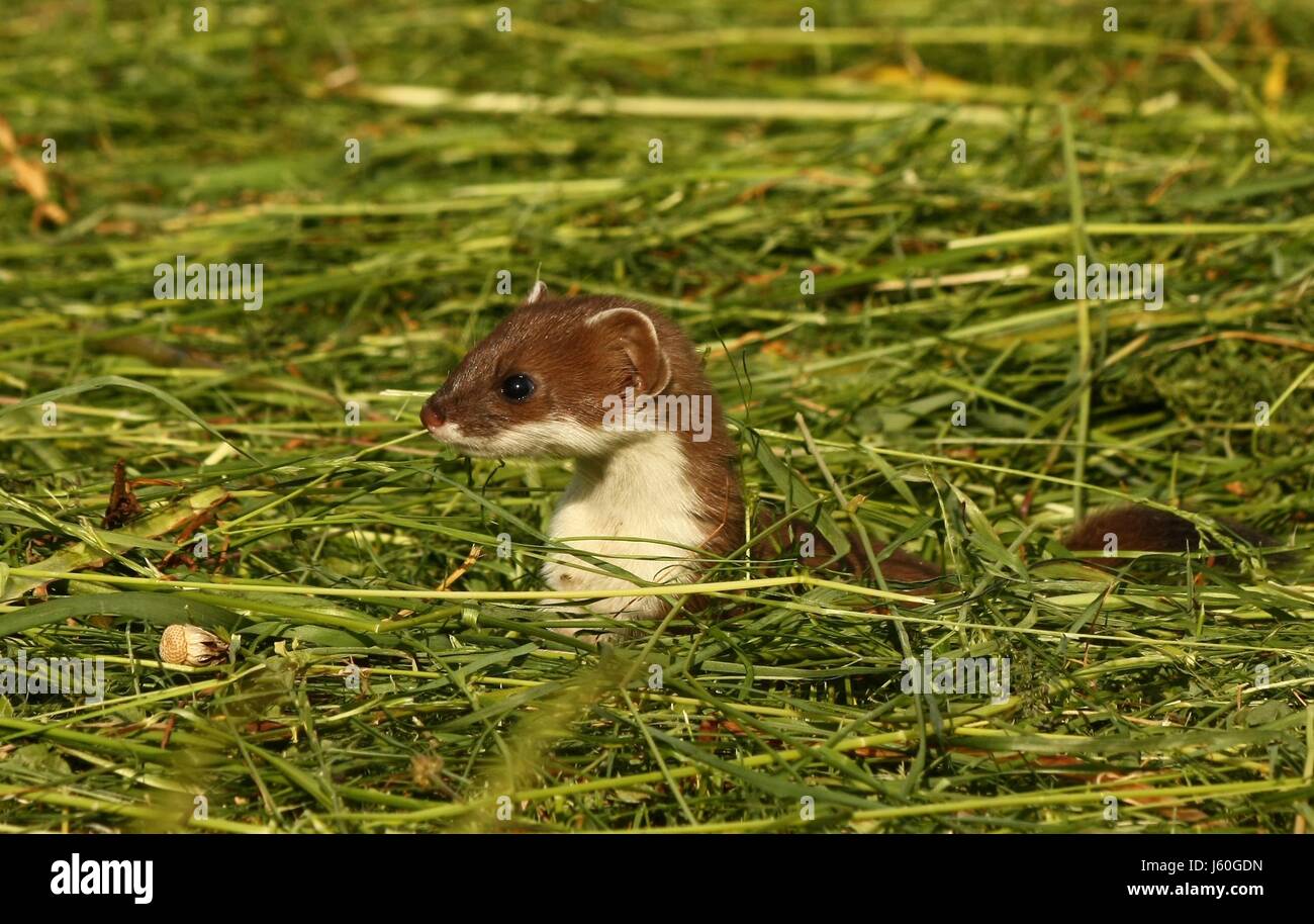 mammal predator hay ermine weasel meadow mammal predator ermine weasel