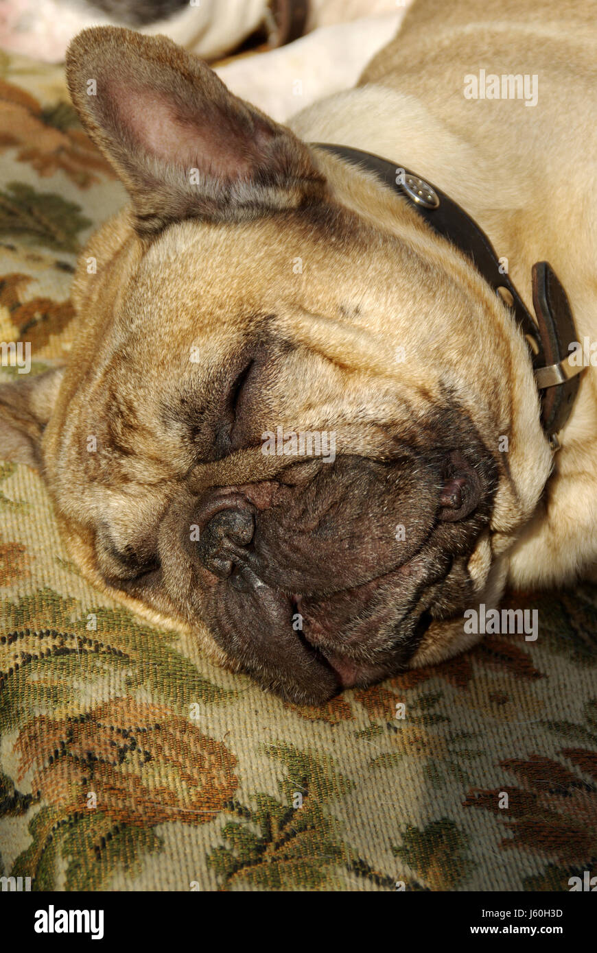 tired french bulldog Stock Photo